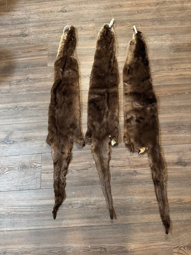 Otter: Grade 1